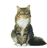 cat image